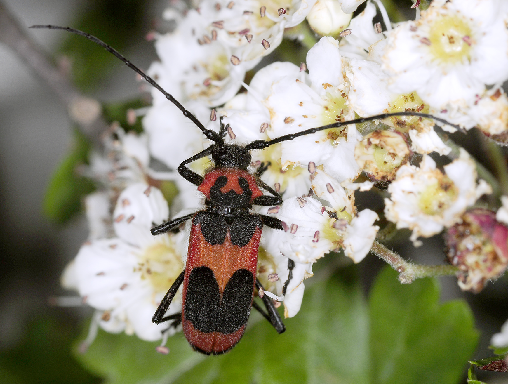 Purpuricenus talyschensis