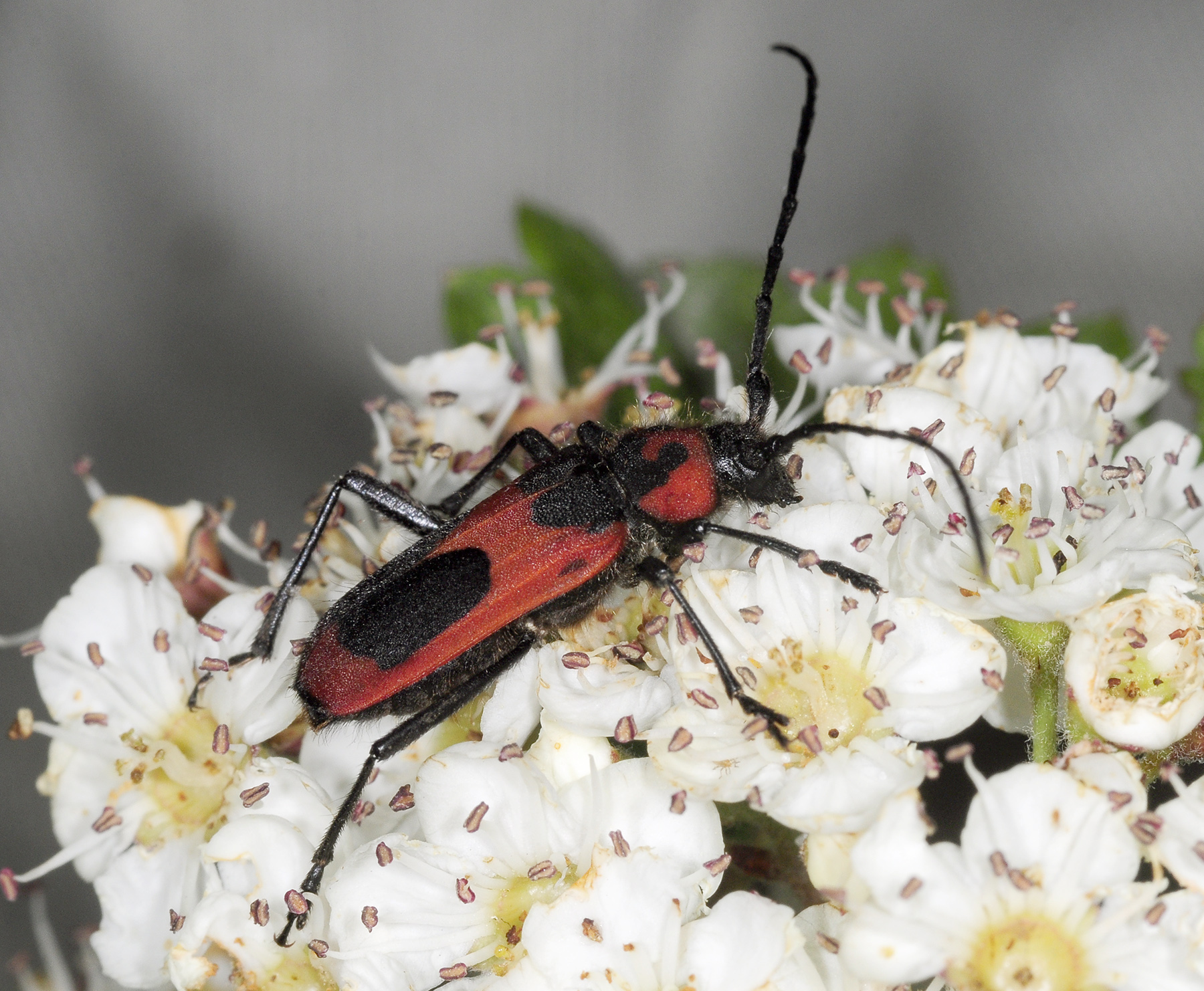 Purpuricenus talyschensis