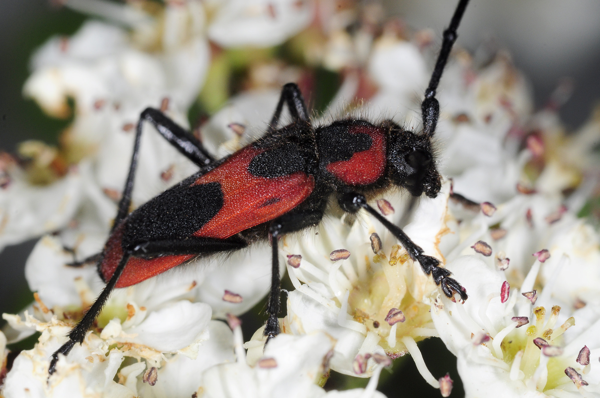 Purpuricenus talyschensis