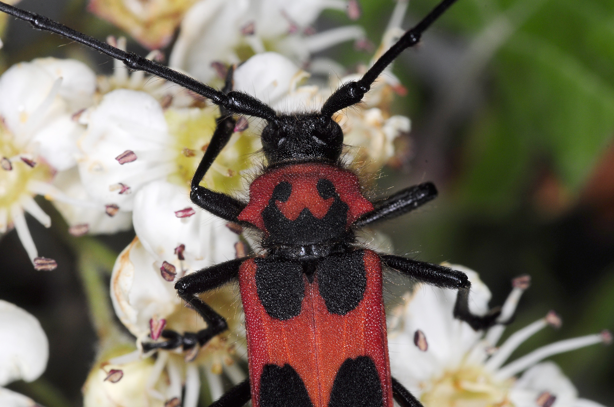 Purpuricenus talyschensis