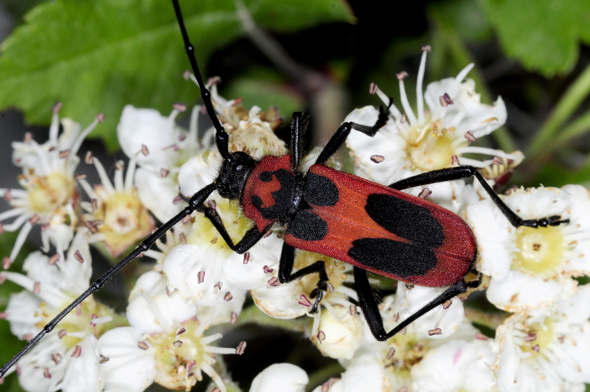 Purpuricenus talyschensis