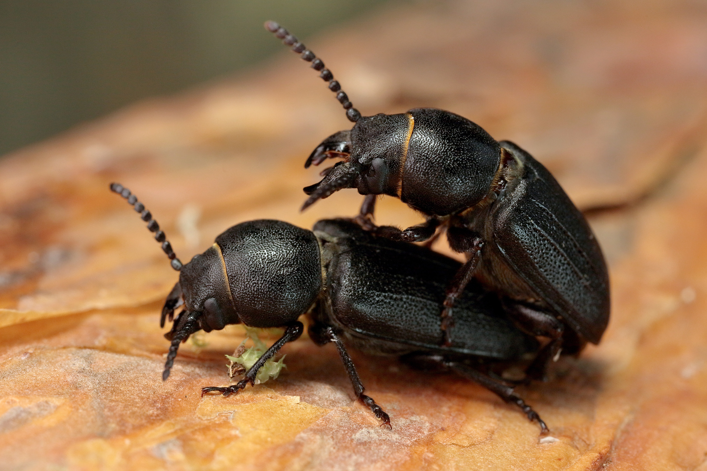 Spondylis buprestoides